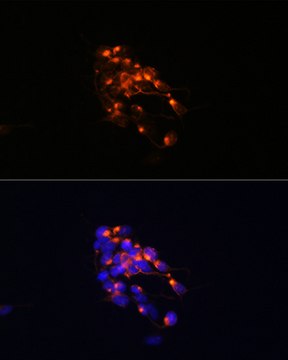 Anti-Neurofilament M Antibody, clone 5E0D2, Rabbit Monoclonal