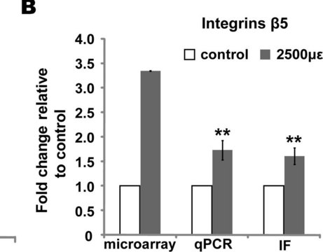 Anti-Integrin &#946;5 Antibody, CT/cytosolic serum, Chemicon&#174;