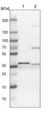 Anti-CRYZ antibody produced in rabbit Prestige Antibodies® Powered by Atlas Antibodies, affinity isolated antibody, buffered aqueous glycerol solution, Ab3