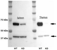 Anti-DC-STAMP Antibody, clone 1A2 clone 1A2, from mouse