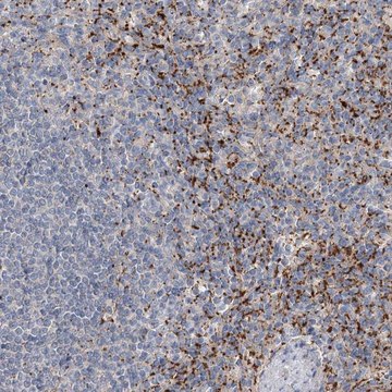 Anti-ALKBH8 antibody produced in rabbit Prestige Antibodies&#174; Powered by Atlas Antibodies, affinity isolated antibody, buffered aqueous glycerol solution