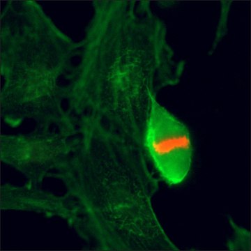 Anti-Phospho-Histone H3 (Thr3) antibody, Rabbit monoclonal recombinant, expressed in HEK 293 cells, clone RM159, purified immunoglobulin