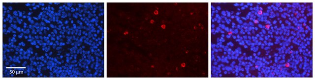 Anti-CRKL antibody produced in rabbit affinity isolated antibody