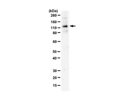 Anti-PASD1 from rabbit