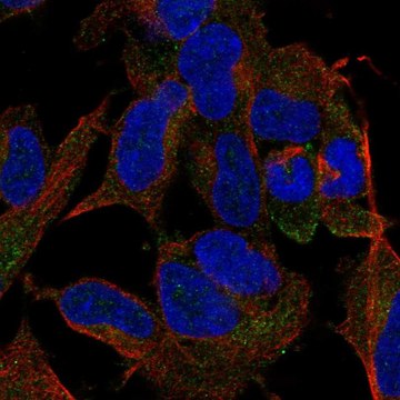 Anti-TMEM169 antibody produced in rabbit Prestige Antibodies&#174; Powered by Atlas Antibodies, affinity isolated antibody