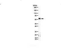 Anti-Harmonin (Ush1C) from rabbit, purified by affinity chromatography