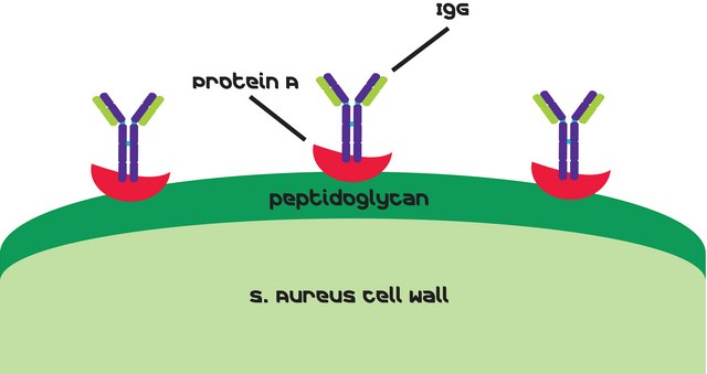 Protein&#160;A from Staphylococcus aureus Soluble, essentially salt-free, lyophilized powder, extracellular