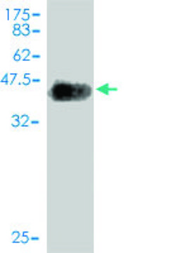 Monoclonal Anti-NLGN4Y antibody produced in mouse clone 1E4, purified immunoglobulin, buffered aqueous solution