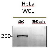 Anti-Daple Antibody, CT from rabbit, purified by affinity chromatography