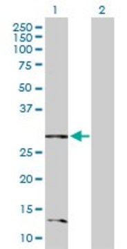 Anti-BNIP3L antibody produced in rabbit purified immunoglobulin, buffered aqueous solution