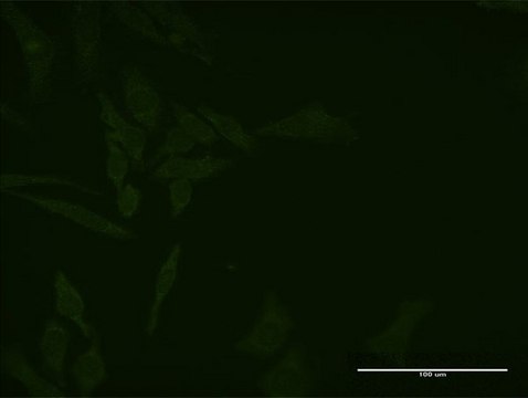 Monoclonal Anti-CD8A antibody produced in mouse clone 4B9, purified immunoglobulin, buffered aqueous solution