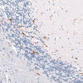 Monoclonal Anti-CD163 antibody produced in mouse Prestige Antibodies® Powered by Atlas Antibodies, clone CL10658, purified antibody (Protein A)