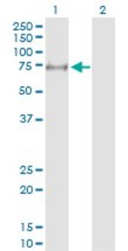 Anti-MYLK2 antibody produced in rabbit purified immunoglobulin, buffered aqueous solution