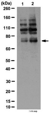 磷酸化Grb10（Ser501/Ser503）抗体 from rabbit, purified by affinity chromatography