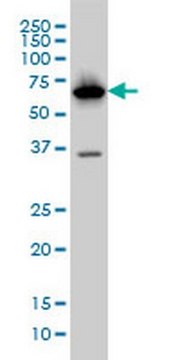 Anti-PCK1 Mouse mAb (3E4) liquid, clone 3E4, Calbiochem&#174;