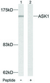 Anti-ASK1 antibody produced in rabbit affinity isolated antibody