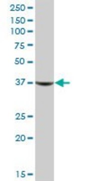 Anti-AKR1C1 antibody produced in mouse IgG fraction of antiserum, buffered aqueous solution