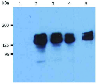 Monoclonal Anti-SHIP1 antibody produced in mouse clone SHIP-01