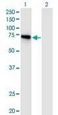 Monoclonal Anti-DIP13B antibody produced in mouse clone 1C10, purified immunoglobulin, buffered aqueous solution