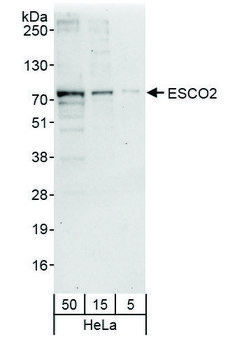 Rabbit anti-ESCO2 Antibody, Affinity Purified Powered by Bethyl Laboratories, Inc.