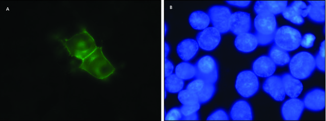 Anti-D1 Dopamine Receptor antibody,Rat monoclonal clone 1-1-F11 s.E6, purified from hybridoma cell culture