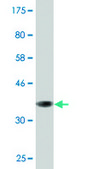 Monoclonal Anti-GSTA2, (N-terminal) antibody produced in mouse clone 3D4, purified immunoglobulin, buffered aqueous solution