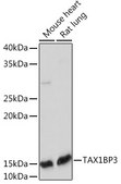 Anti-TAX1BP3 Antibody, clone 9T0I1, Rabbit Monoclonal