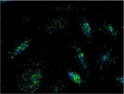 Anti-Lamp1 Mouse mAb (LY1C6) liquid, clone LY1C6, Calbiochem&#174;