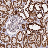 Anti-COX6C antibody produced in rabbit Prestige Antibodies® Powered by Atlas Antibodies, affinity isolated antibody, buffered aqueous glycerol solution