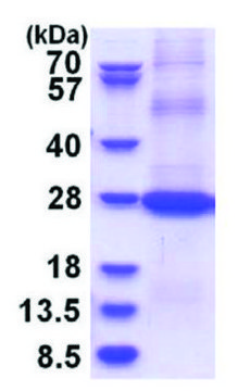 CD200 human recombinant, expressed in E. coli, &#8805;90% (SDS-PAGE)