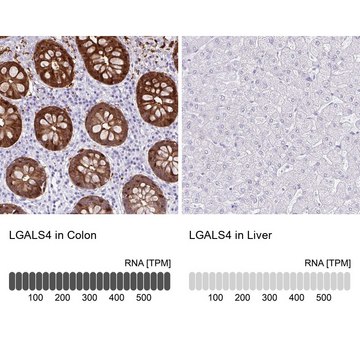 Anti-LGALS4 antibody produced in rabbit Prestige Antibodies&#174; Powered by Atlas Antibodies, affinity isolated antibody, buffered aqueous glycerol solution