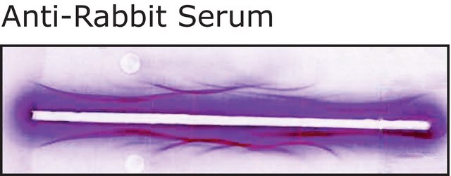 Anti-Rabbit Serum antibody produced in goat whole antiserum