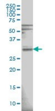 Monoclonal Anti-RNASEH1 antibody produced in mouse clone 5D10, purified immunoglobulin, buffered aqueous solution