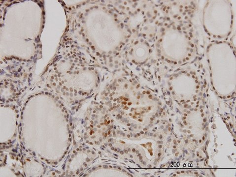 Monoclonal Anti-RCC1 antibody produced in mouse clone 2F1, purified immunoglobulin, buffered aqueous solution