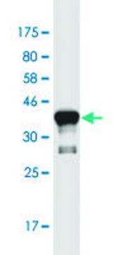 Monoclonal Anti-ASCL3 antibody produced in mouse clone 2F8, purified immunoglobulin