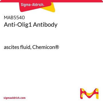 Anti-Olig1 Antibody ascites fluid, Chemicon&#174;