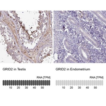 Anti-GRID2 antibody produced in rabbit Prestige Antibodies&#174; Powered by Atlas Antibodies, affinity isolated antibody, buffered aqueous glycerol solution