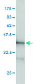 Monoclonal Anti-PDCD6IP antibody produced in mouse clone 3C4, purified immunoglobulin, buffered aqueous solution