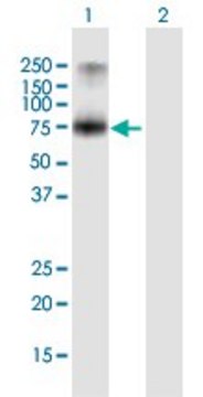 Anti-PCSK7 antibody produced in mouse purified immunoglobulin, buffered aqueous solution