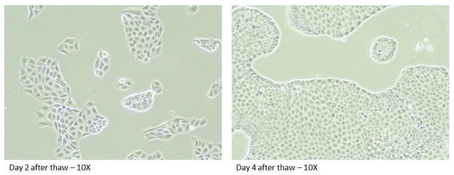 Canine MDR1 Knockout MDCKII Control Cells