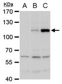 Anti-NS5 antibody produced in rabbit affinity isolated antibody, buffered aqueous solution