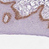 Anti-SCTR antibody produced in rabbit Prestige Antibodies® Powered by Atlas Antibodies, affinity isolated antibody, buffered aqueous glycerol solution