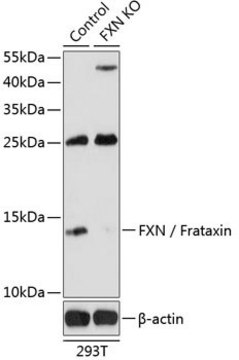 Anti-FXN/Frataxin antibody produced in rabbit