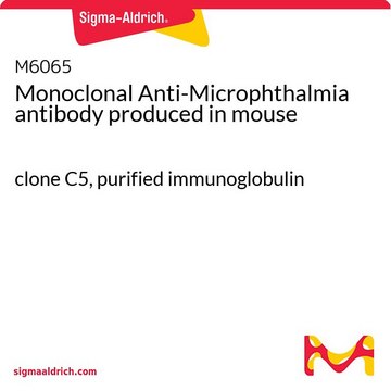 Monoclonal Anti-Microphthalmia antibody produced in mouse clone C5, purified immunoglobulin