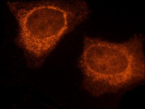 Monoclonal Anti-RAL-A antibody produced in mouse ~2&#160;mg/mL, clone RalA5F9.2, purified immunoglobulin, buffered aqueous solution