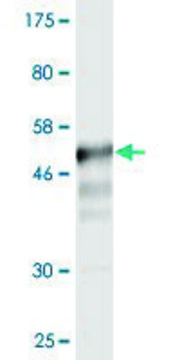 Monoclonal Anti-CD58 antibody produced in mouse clone 3B12-D5, purified immunoglobulin, buffered aqueous solution