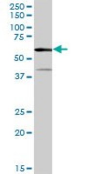 Anti-AMY2A antibody produced in mouse IgG fraction of antiserum, buffered aqueous solution