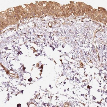 Anti-STAU1 antibody produced in rabbit Prestige Antibodies&#174; Powered by Atlas Antibodies, affinity isolated antibody, buffered aqueous glycerol solution