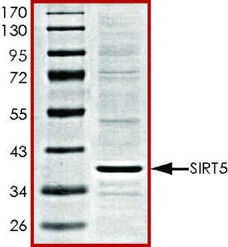 SIRT5，活性，His 标记 人 recombinant, expressed in baculovirus infected Sf9 cells, &#8805;70% (SDS-PAGE), buffered aqueous glycerol solution