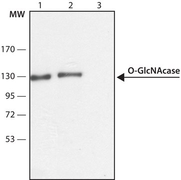 抗-O-GlcNAcase (OGA) (C端区域) 兔抗 ~1.5&#160;mg/mL, affinity isolated antibody